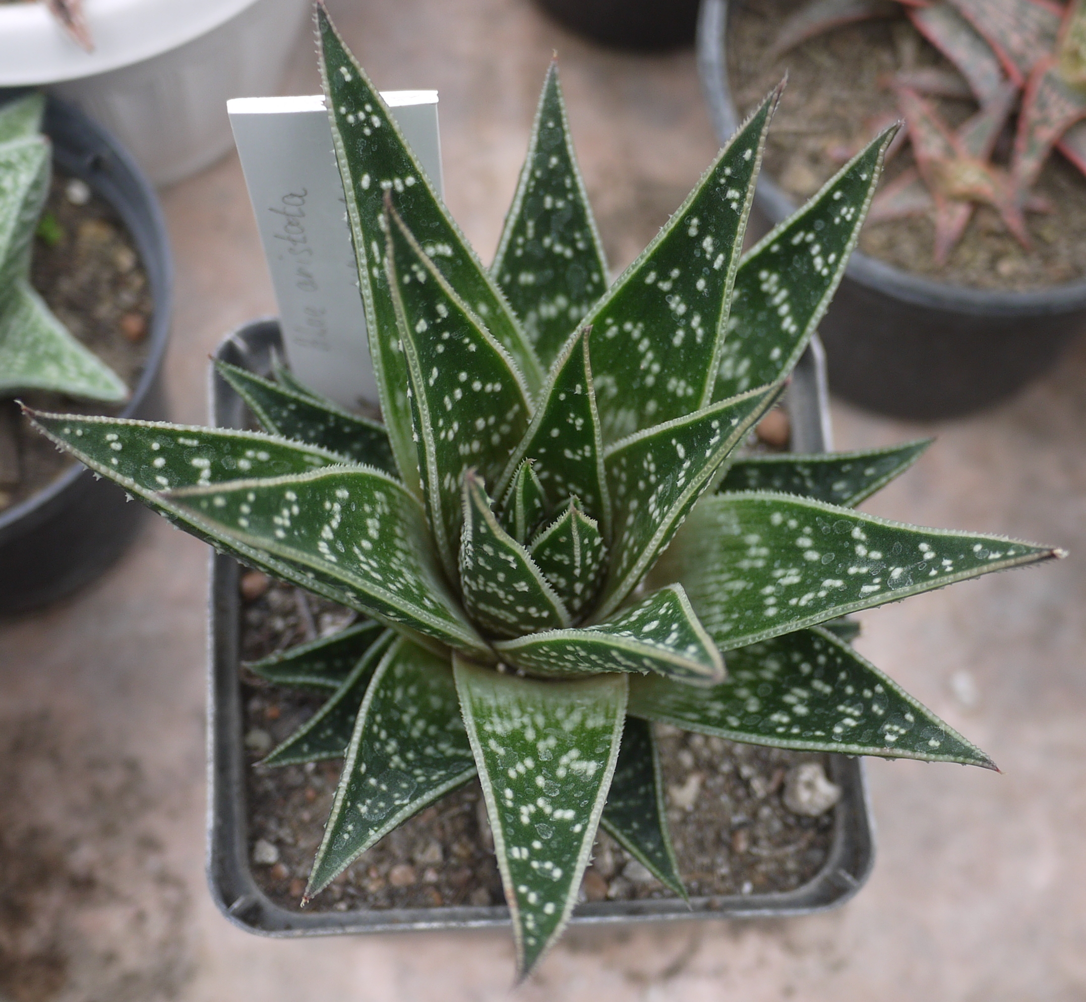 Коллекции растений ЦСБС СО РАН - Aloe aristata Haw. – Алоэ остистое (по ...